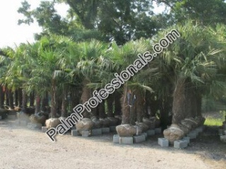 buy windmill fan palm trees for wholesale prices in houston texas