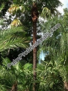 buy freeze resistant and tolerant windmill fan palm trees - trachycarpus fortunei in houston texas