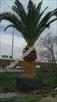 Click Here To View This Palm Tree Item Picture Full Size - Palm Trees In Houston Texas