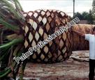 Click Here To View This Palm Tree Item Picture Full Size - Palm Trees In Houston Texas