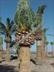 Click Here To View This Palm Tree Item Picture Full Size - Palm Trees In Houston Texas