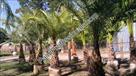 Click Here To View This Palm Tree Item Picture Full Size - Palm Trees In Houston Texas