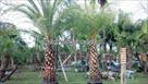 Click Here To View This Palm Tree Item Picture Full Size - Palm Trees In Houston Texas
