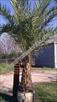 Click Here To View This Palm Tree Item Picture Full Size - Palm Trees In Houston Texas