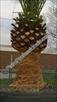 Click Here To View This Palm Tree Item Picture Full Size - Palm Trees In Houston Texas