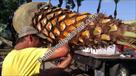 Click Here To View This Palm Tree Item Picture Full Size - Palm Trees In Houston Texas