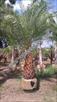 Click Here To View This Palm Tree Item Picture Full Size - Palm Trees In Houston Texas