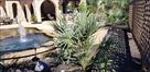 Click Here To View This Palm Tree Item Picture Full Size - Palm Trees In Houston Texas
