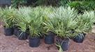 Click Here To View This Palm Tree Item Picture Full Size - Palm Trees In Houston Texas